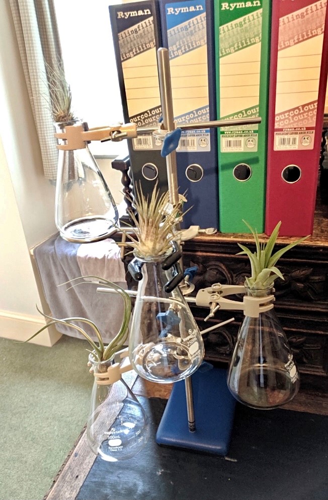 A photograph of air plants placed in an arrangement of beakers on a table. 