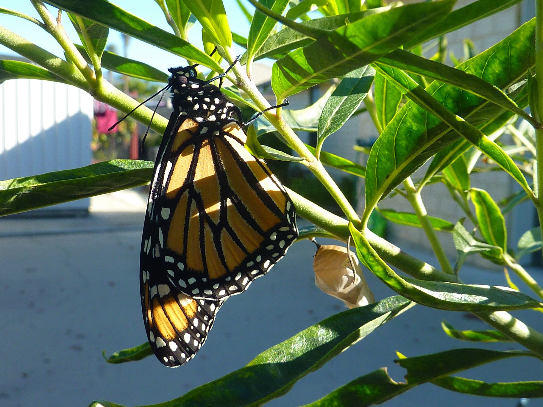 A butterfly perches on a leaf.