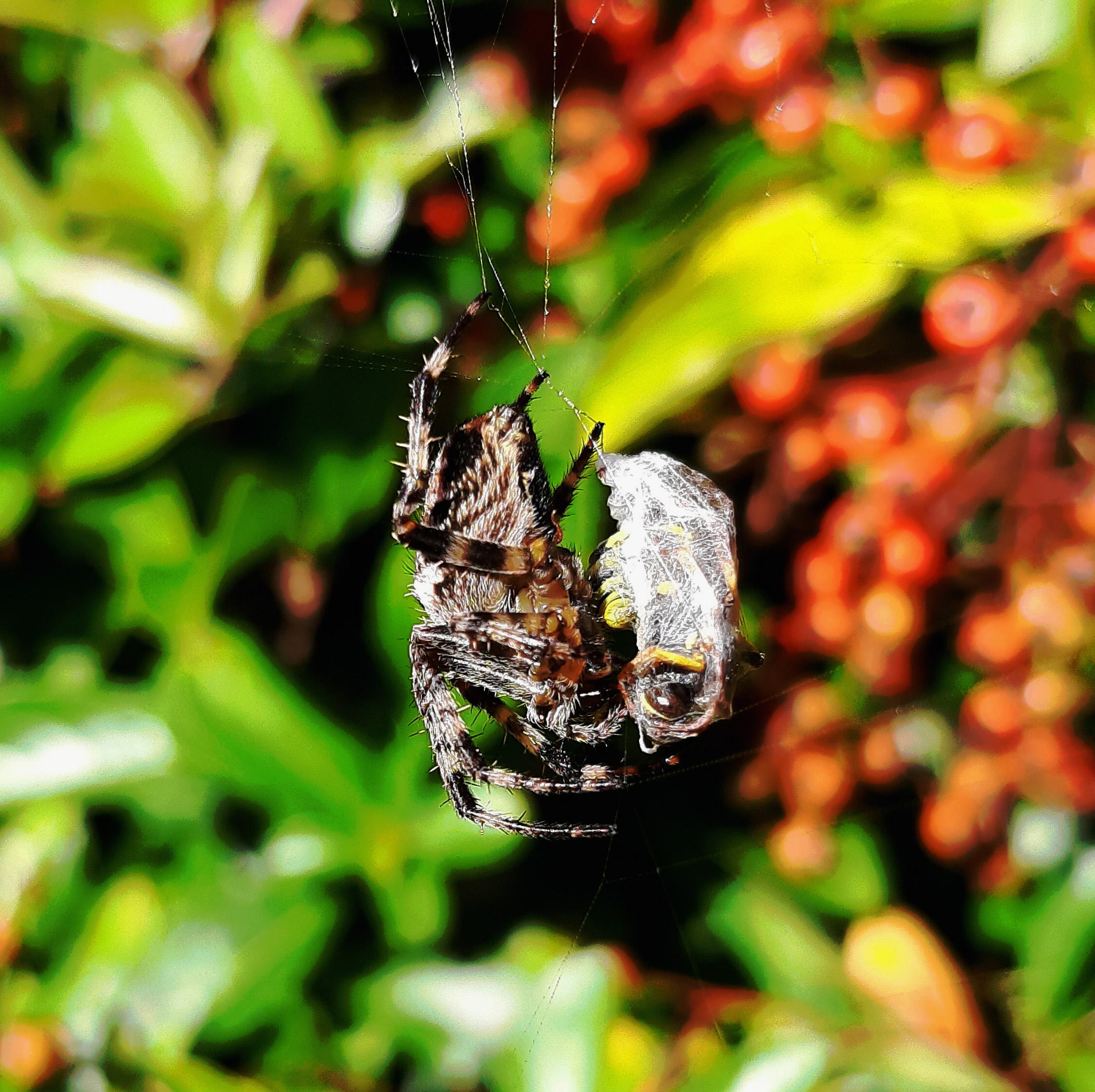Close up image of a spider wrapping an insect in its web against a backdrop of bright green leaves and red berries.