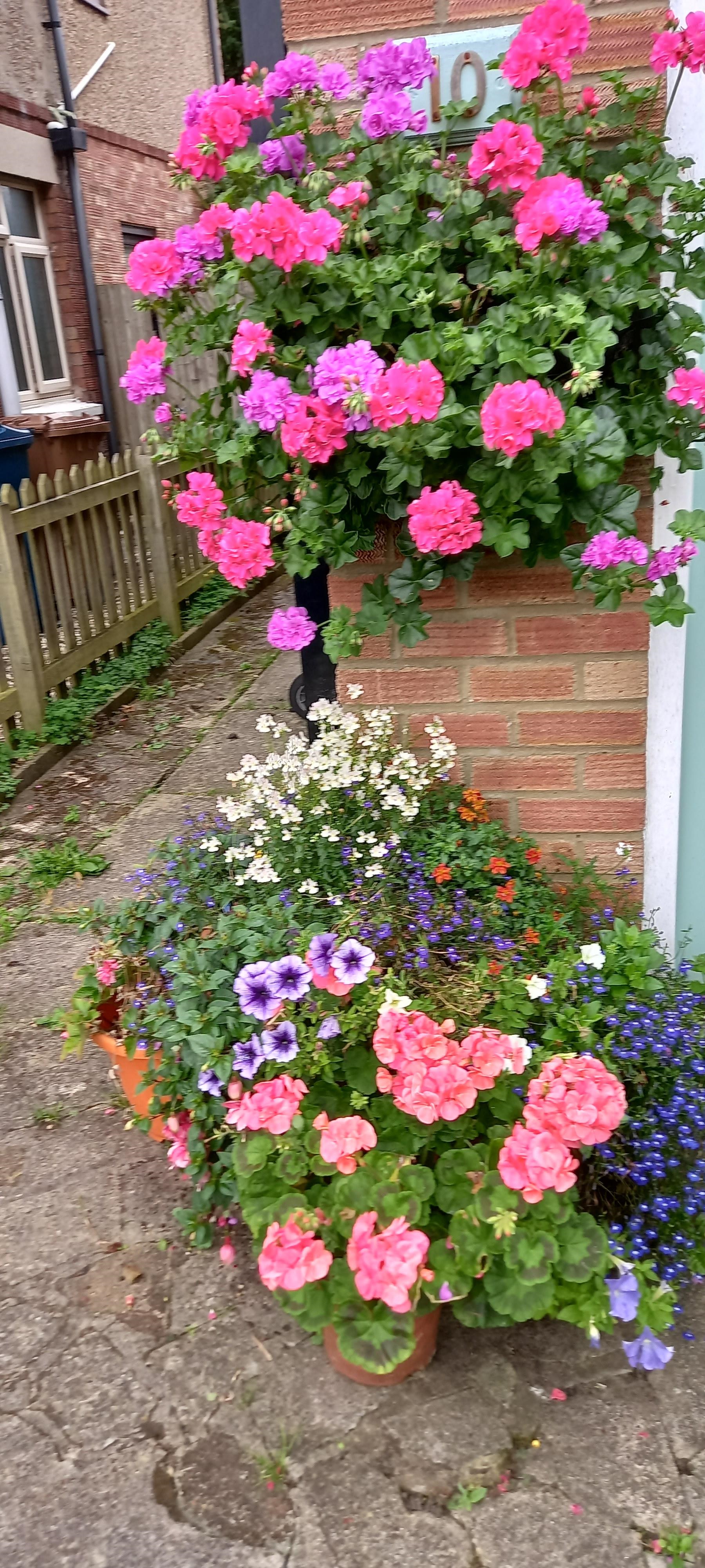 An image of colourful pot plants outside a building.