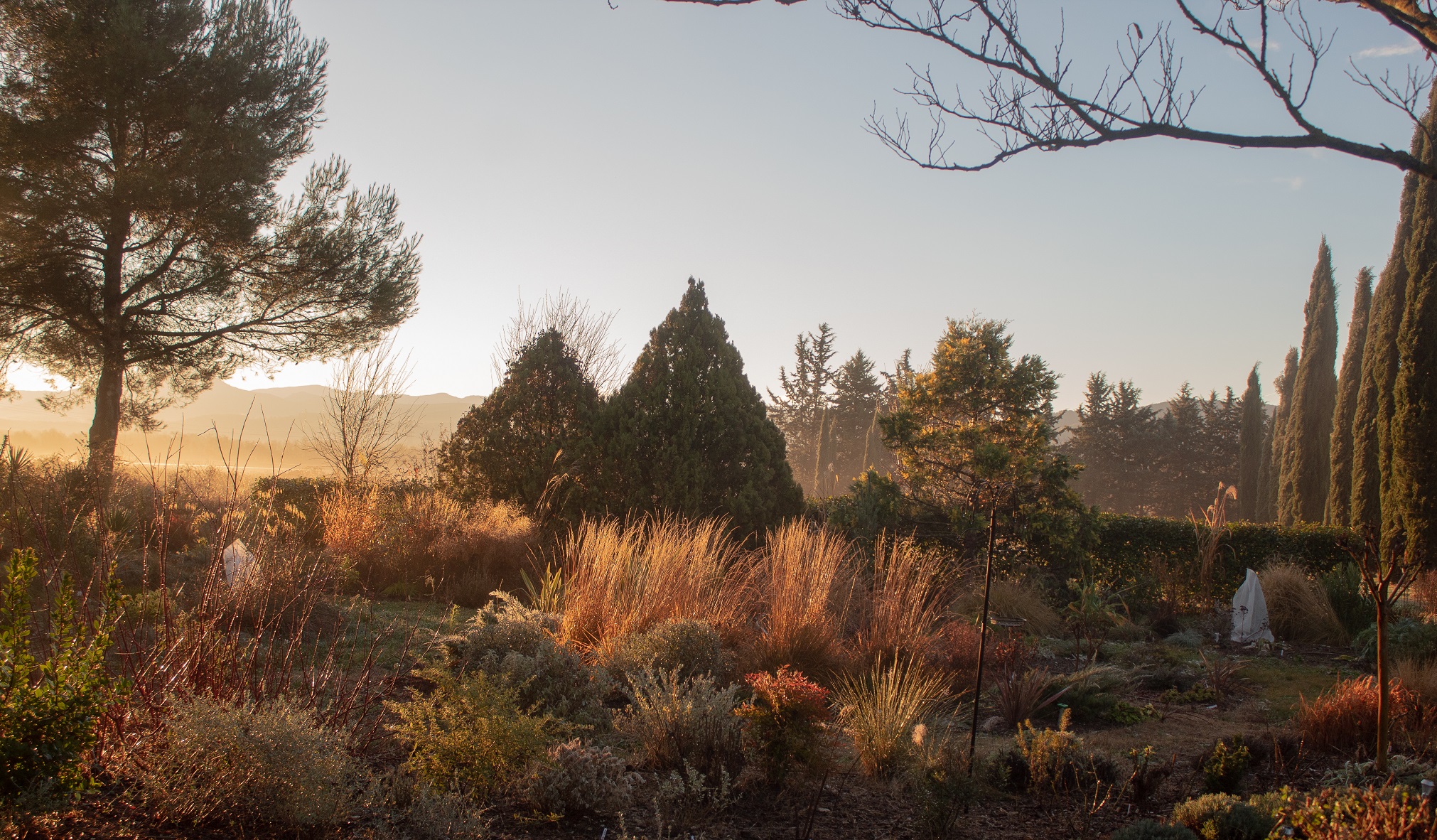 Photograph of a back garden in dawn sunlight.