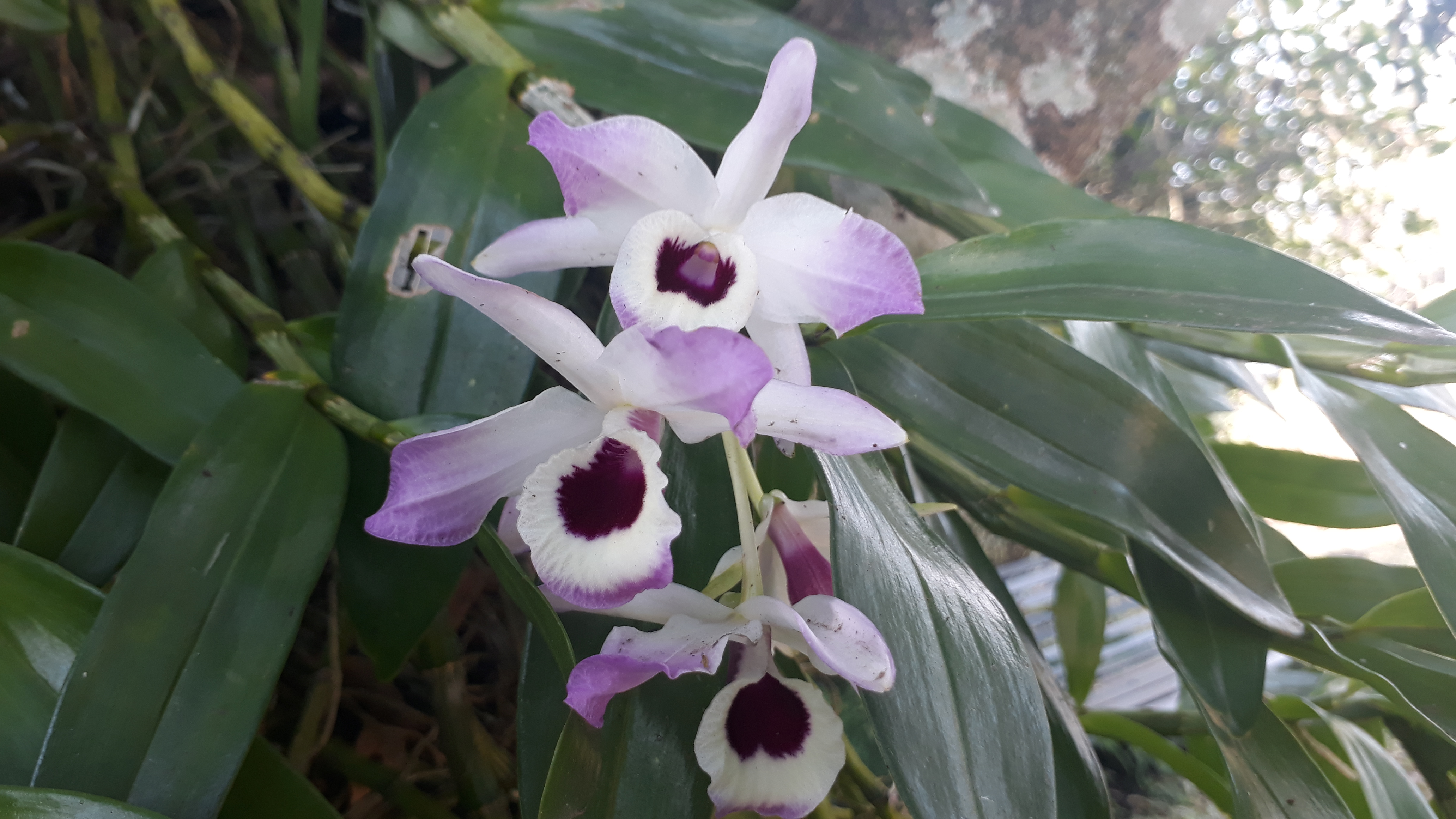 An orchid flower blooms in a lemon tree.