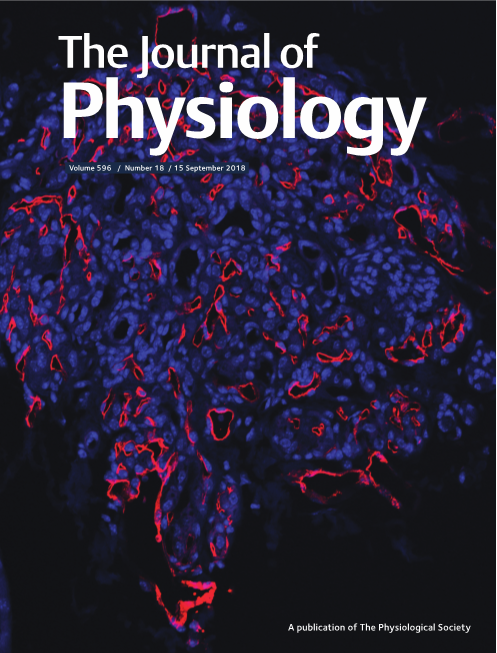 Fluorescent image of the carotid body (an oxygen chemoreceptor located at the base of the arteries supplying the head and neck), whose cells sense a reduction in oxygen and trigger hyperventilation. Red stains endothelial cells and blue stains nuclei.