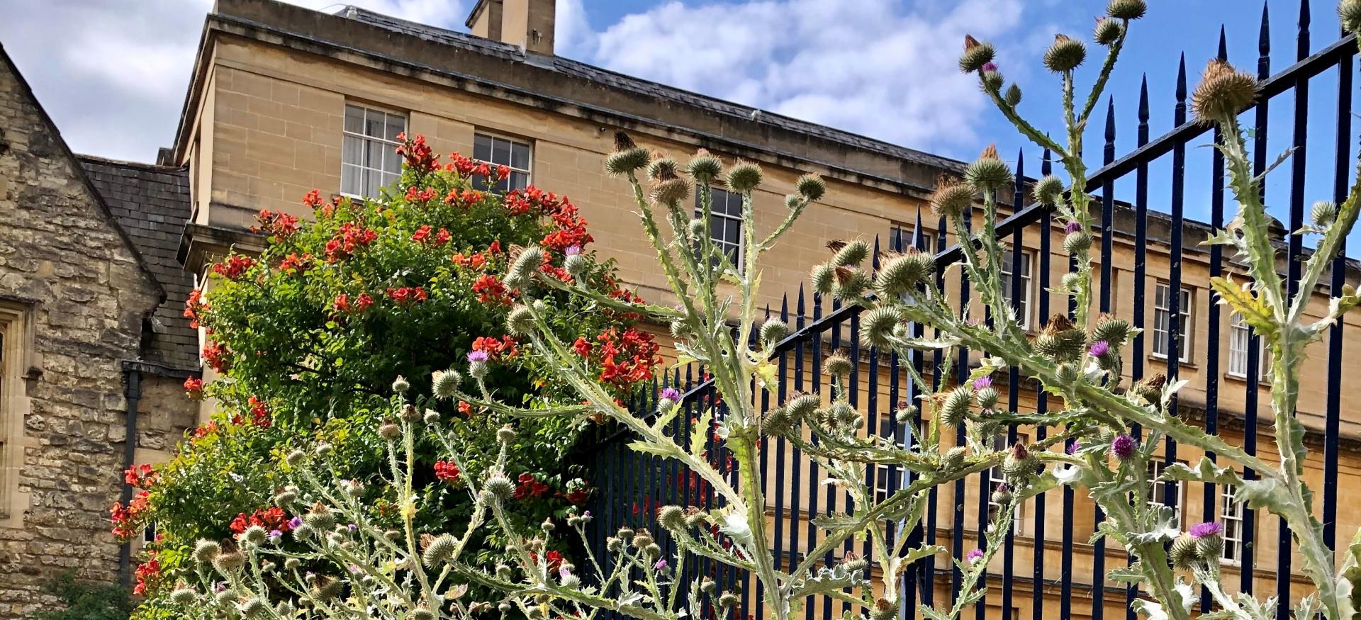 A view of Trinity College's Garden Quad gate from the side showing a wildflower and giant thistle border.