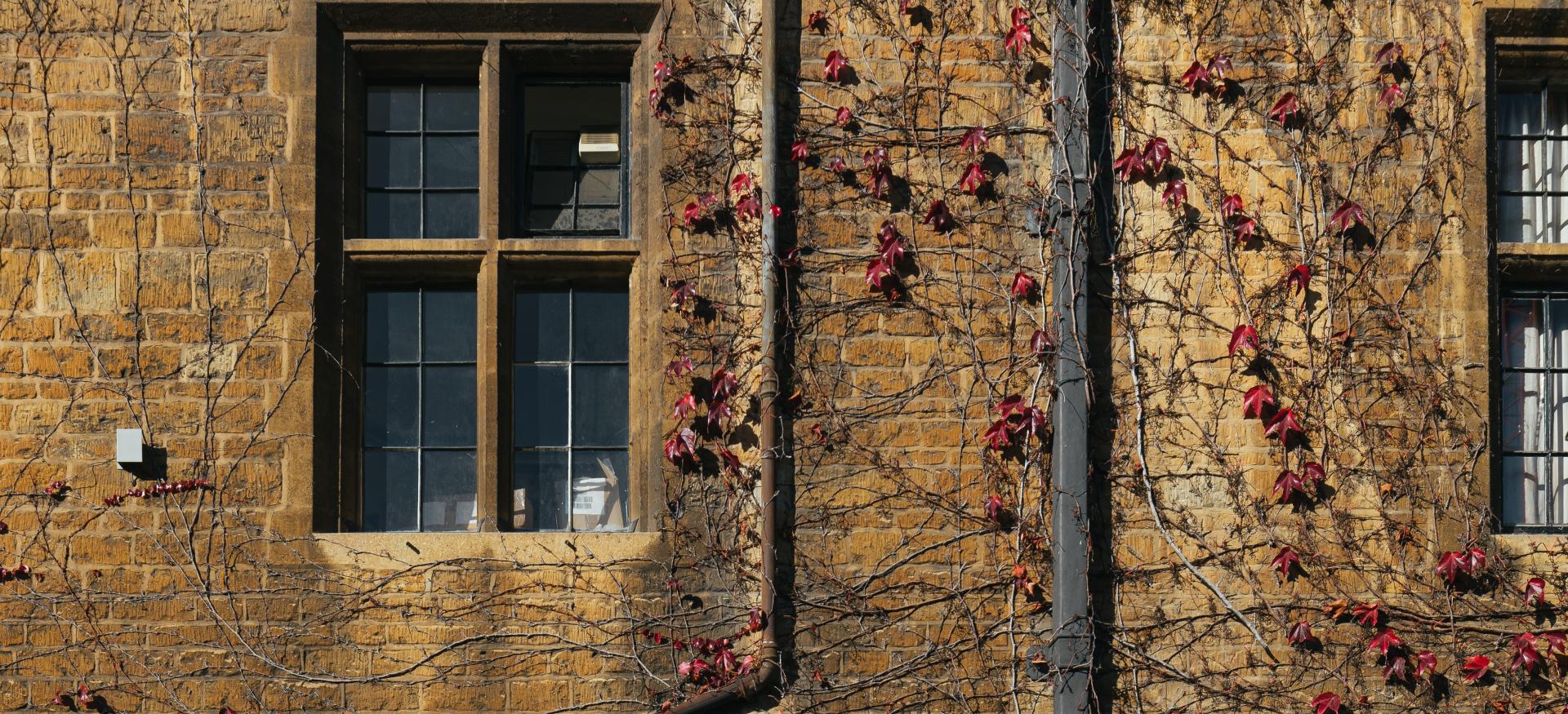 A wall on one of the Trinity College buildings with red creeping ivy.
