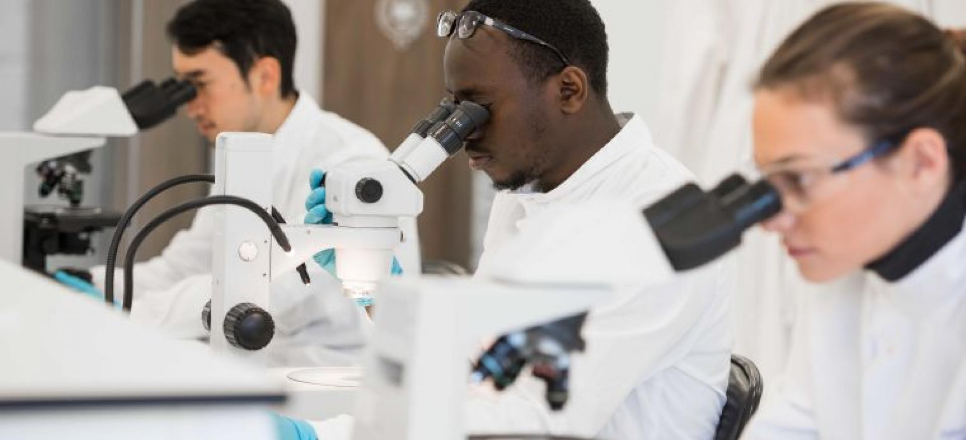 Three students in lab coats stand looking into microscopes.