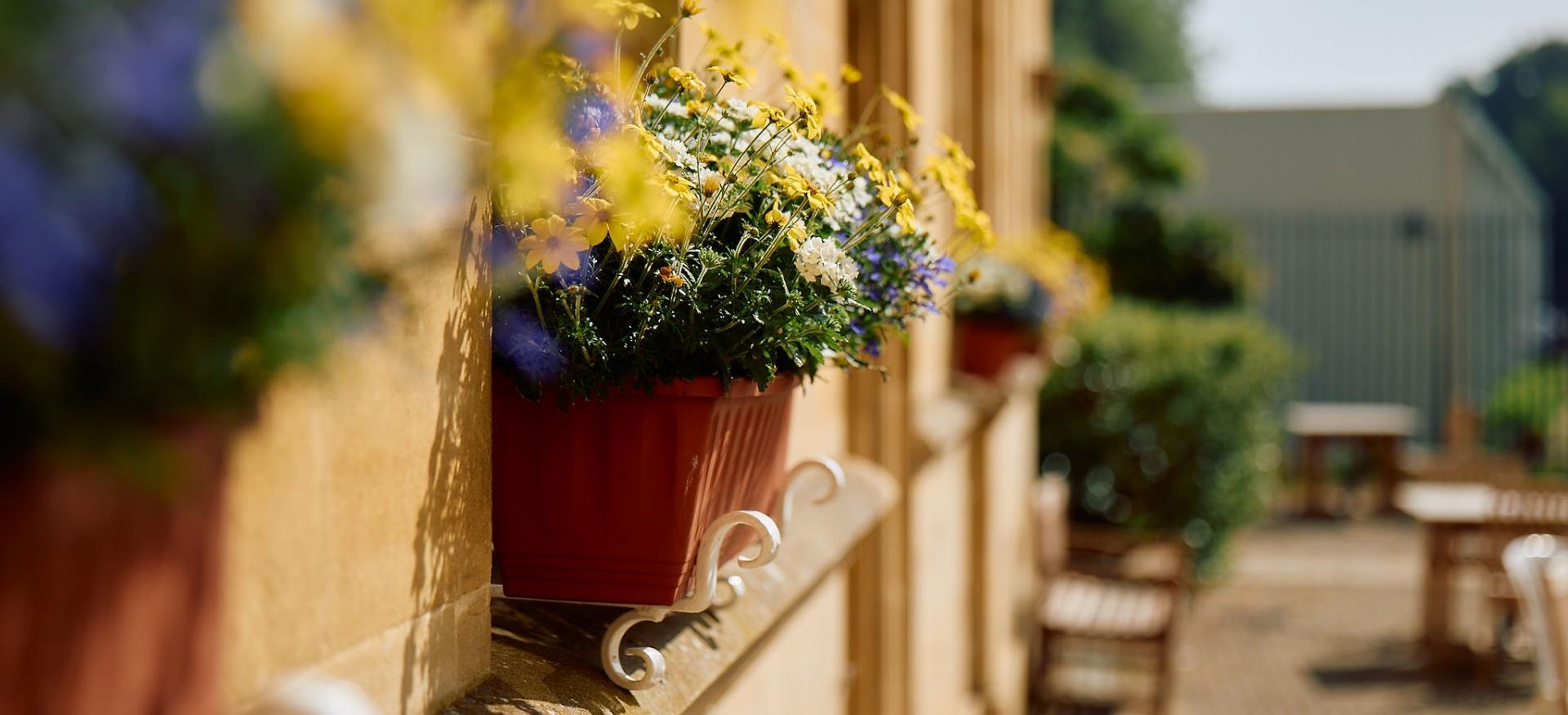 Image of a row of window boxes in Trinity college's garden quad.