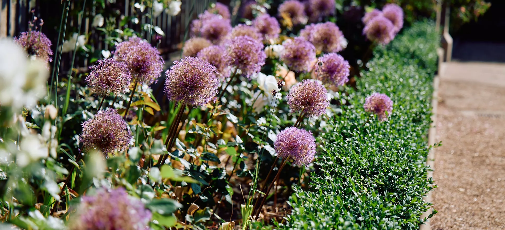 Purple teasels in the sun outside Trinity's Garden Quad.