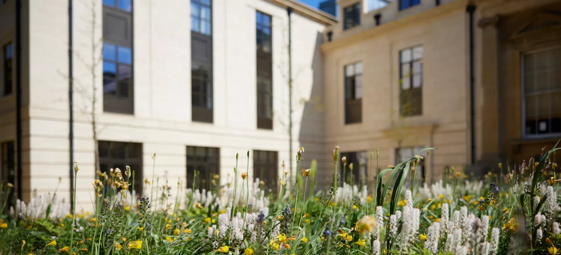 Flowers in the Library Quad of Trinity College with the college's Levine Building in the background.