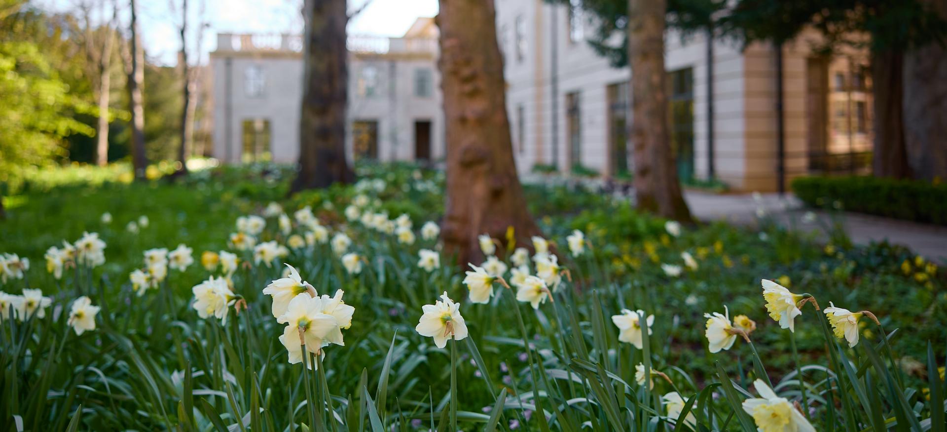 Daffodils on the path leading up to Trinity's Levine Building.