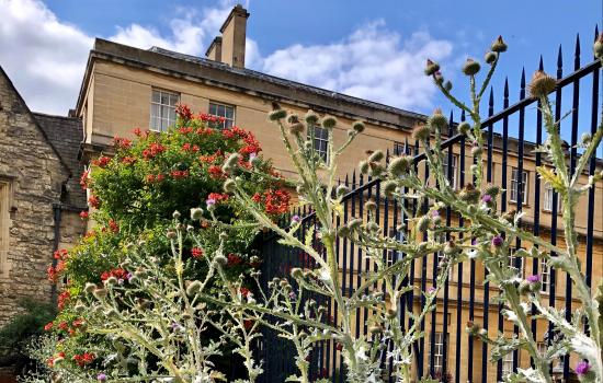 A view of Trinity College's Garden Quad gate from the side showing a wildflower and giant thistle border.