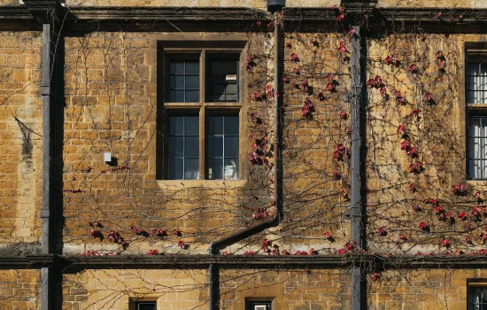 A wall on one of the Trinity College buildings with red creeping ivy.