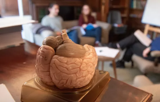 A model of the brain in the foreground is in focus; in the background students are having a medicine tutorial.