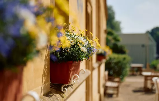 Image of a row of window boxes in Trinity college's garden quad.
