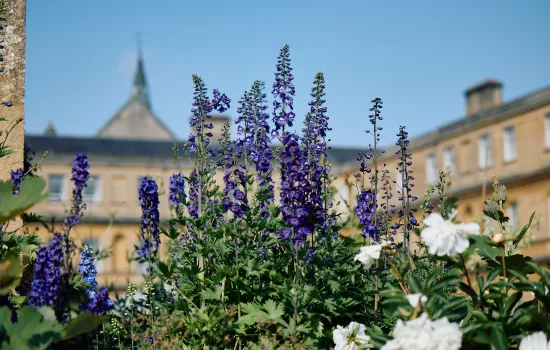 Purple flowers and the Garden Quad of Trinity College in the background.