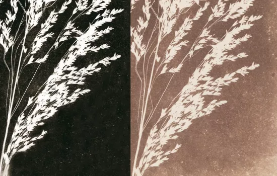 Three plants, William Henry Fox Talbot, c.1843: photogenic drawing paper negative by contact .