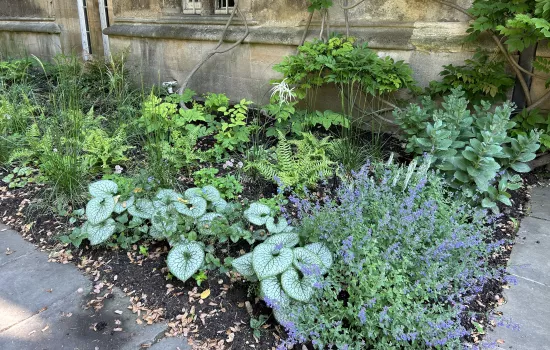 A border at University College designed by Trinity Head Gardener Kate Burtonwood.