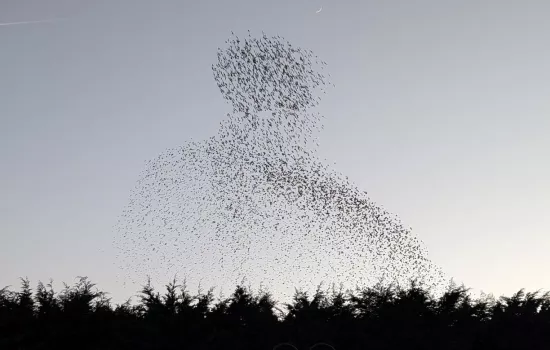 A mumuration of starlings rises into the sky at dusk above the dark outline of trees.