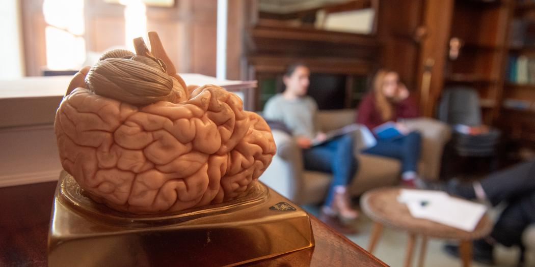 A model of the brain in the foreground is in focus; in the background students are having a medicine tutorial.