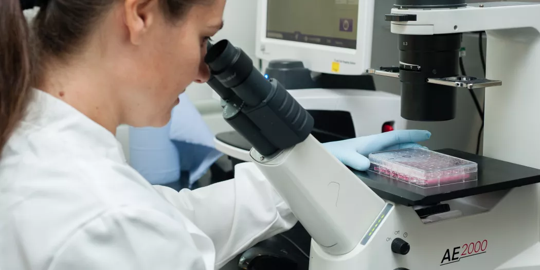 A female students stares down a microscope; she is wearing a lab coat.