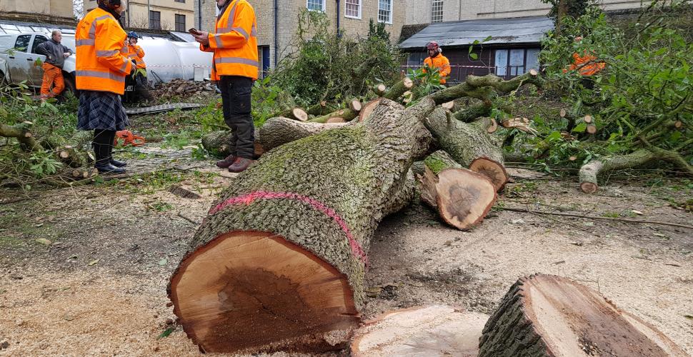 A large tree trunk felled during the clearing of the Levine Building stump lies on the ground.