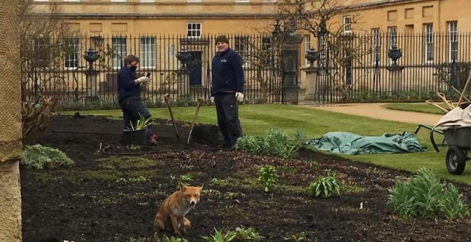 fox on the border with Garden Quad buildings and gardeners in background