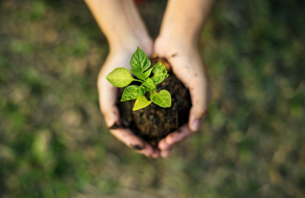 A pair of hands holds a mound of soil with a small plant growing out.