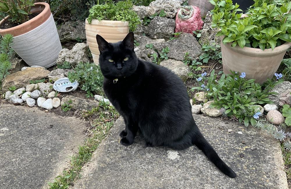 Artemis the black cat sits on a paving stone in the Senior Tutor's garden looking at the camera.