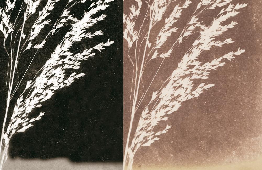 Three plants, William Henry Fox Talbot, c.1843: photogenic drawing paper negative by contact .