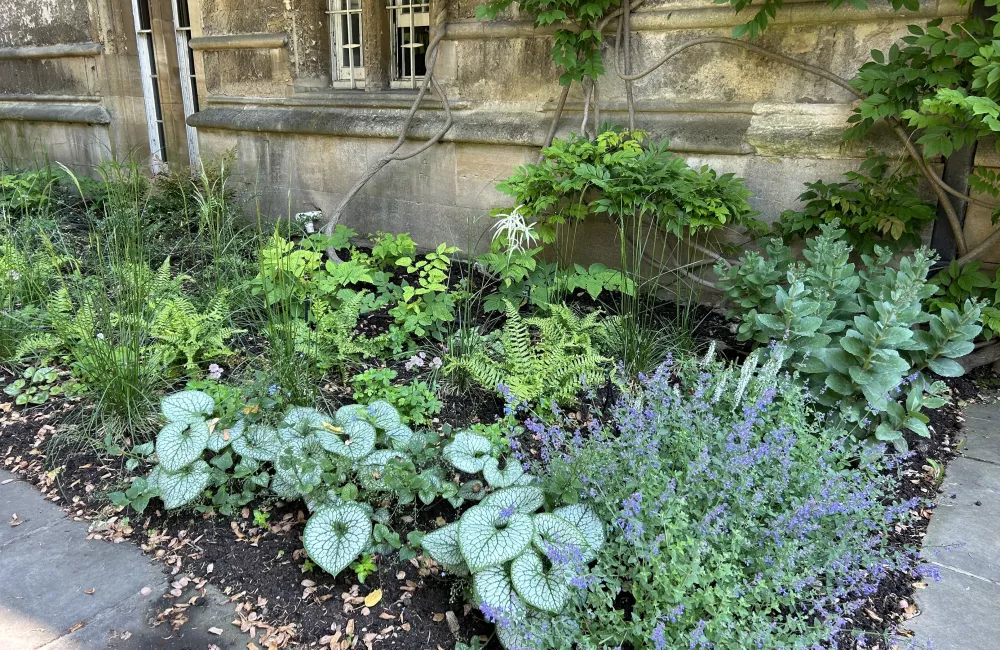 A border at University College designed by Trinity Head Gardener Kate Burtonwood.