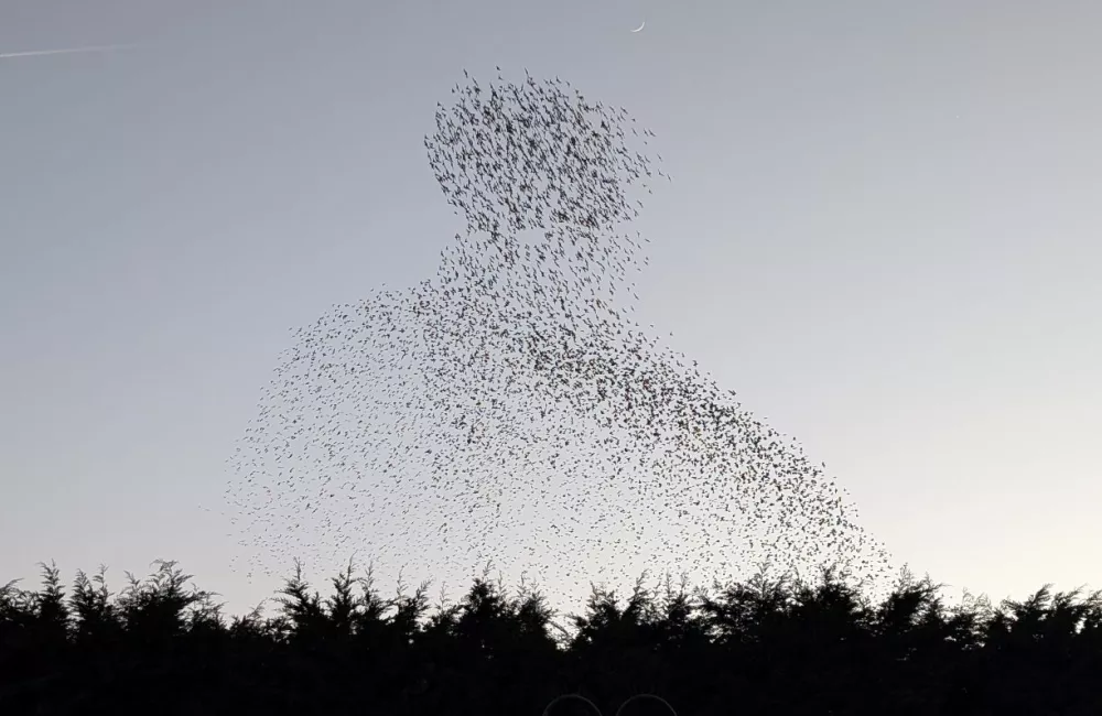 A mumuration of starlings rises into the sky at dusk above the dark outline of trees.