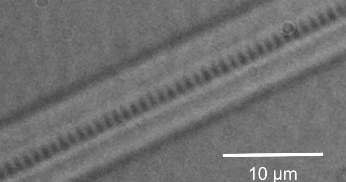 Microscope image of the central core of an optical fibre, with an inscribed Bragg grating sensor.