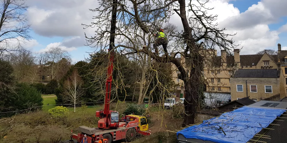 A view of one of the trees in the Trinity wilderness being taken down, with a man climbing in one of the branches.