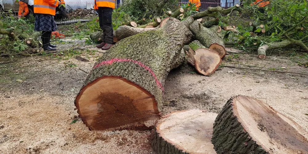 Some large tree stump sections lay on the ground.