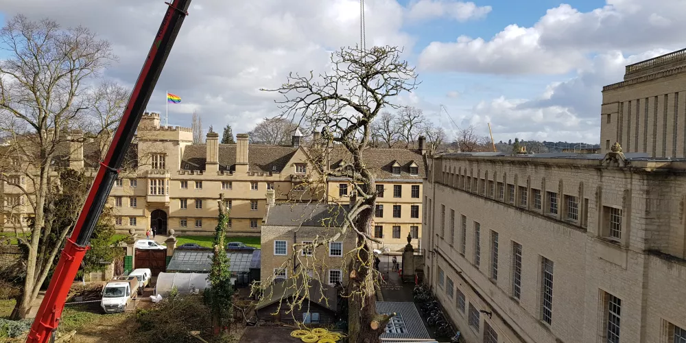 An aerial view of a giant crane removing a tree from the cleared wilderness.