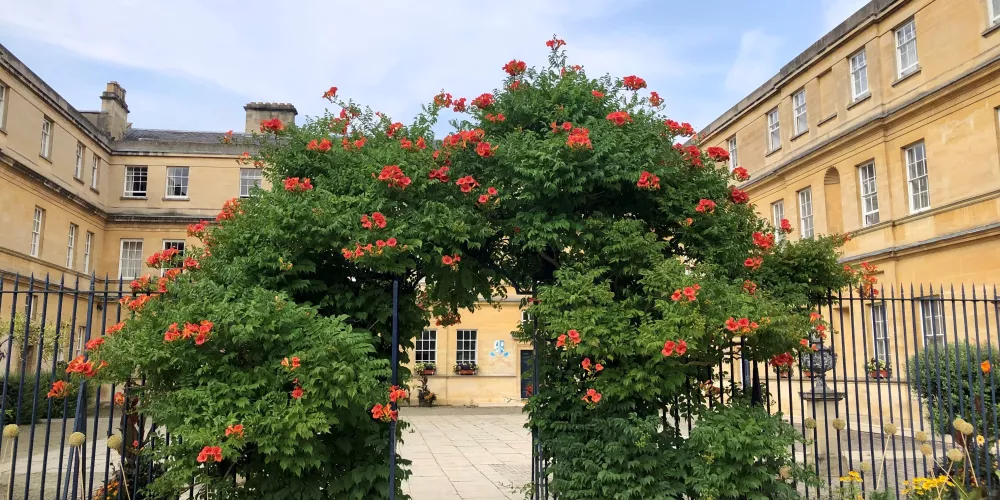 Trinity's garden quad with a large red-orange campsis plant flowering over the gate.