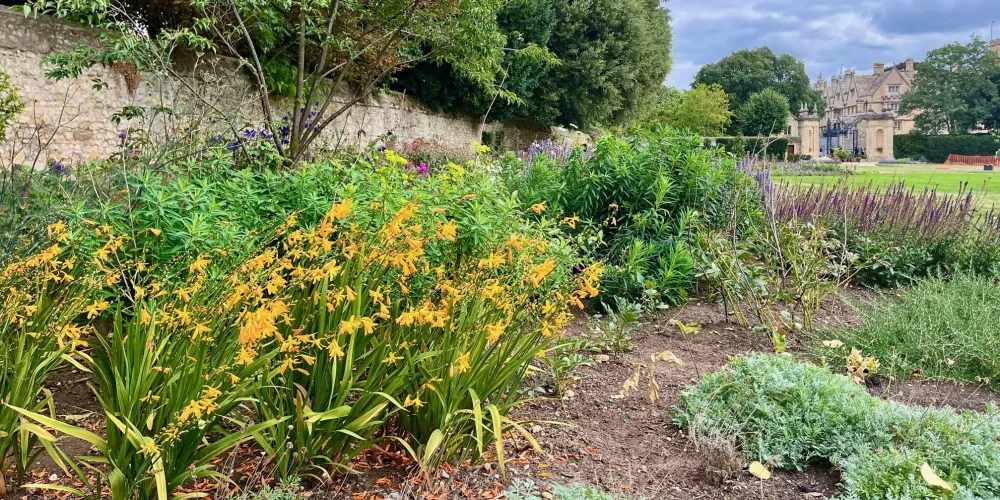 Trinity's back lawn herbaceous border. 