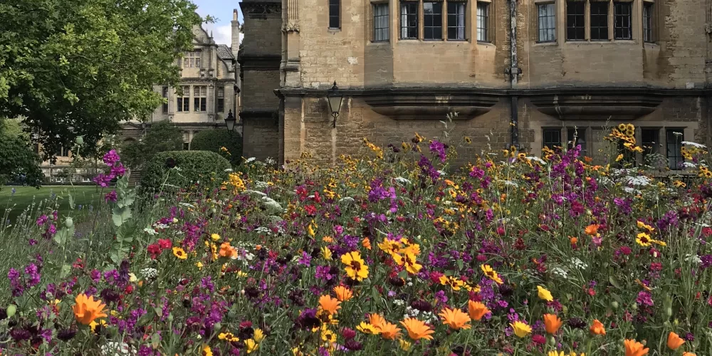 The wildflower garden in front of Trinity's Kettell Hall, showing orange and dark purple flowers.