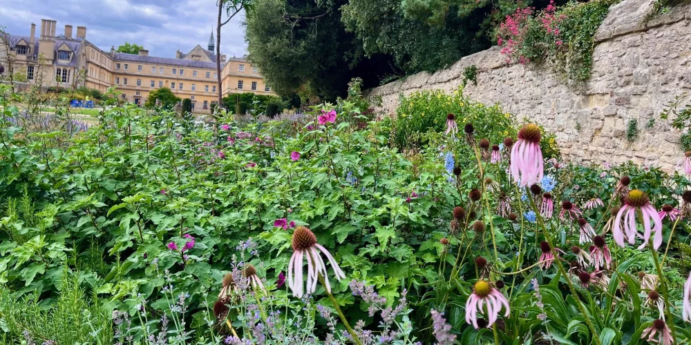 Echinacea flowers at the border of Trinity's back lawn.