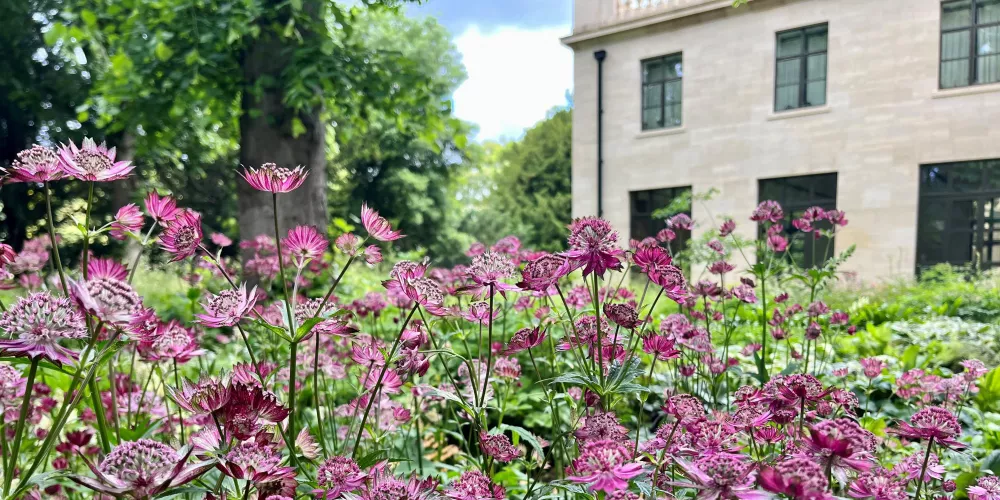 Purple flowers bloom in the woodland garden outside Trinity's Levine Building.