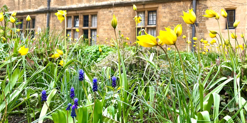 Trinity's library quad with yellow tulips in bloom.