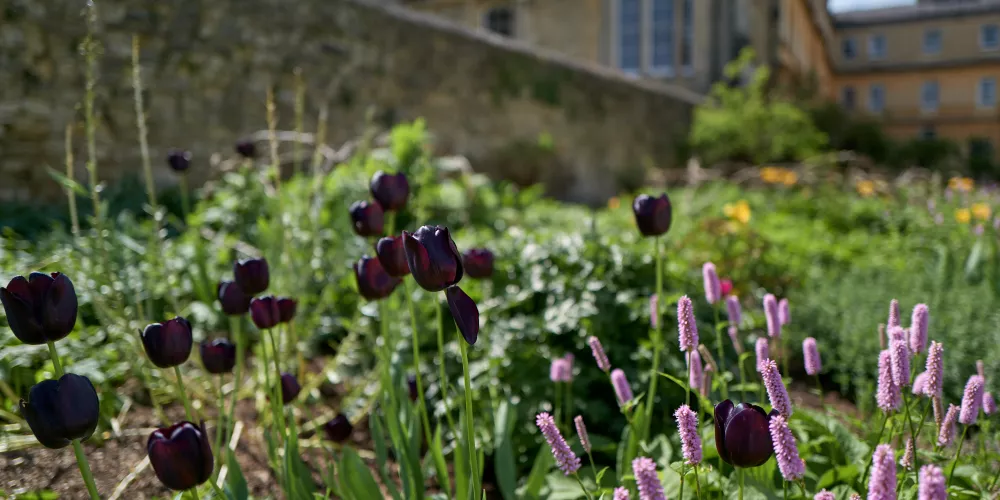 The lawn borders with light purple and dark purple flowers in bloom.
