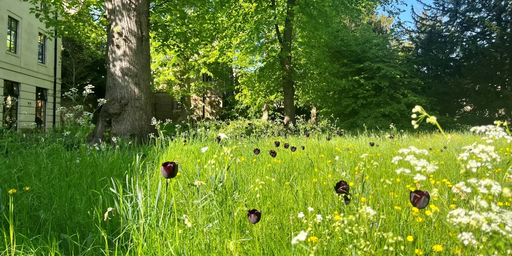 Trinity's woodland garden in April, with sun shining on long grass and dark purple tulips.