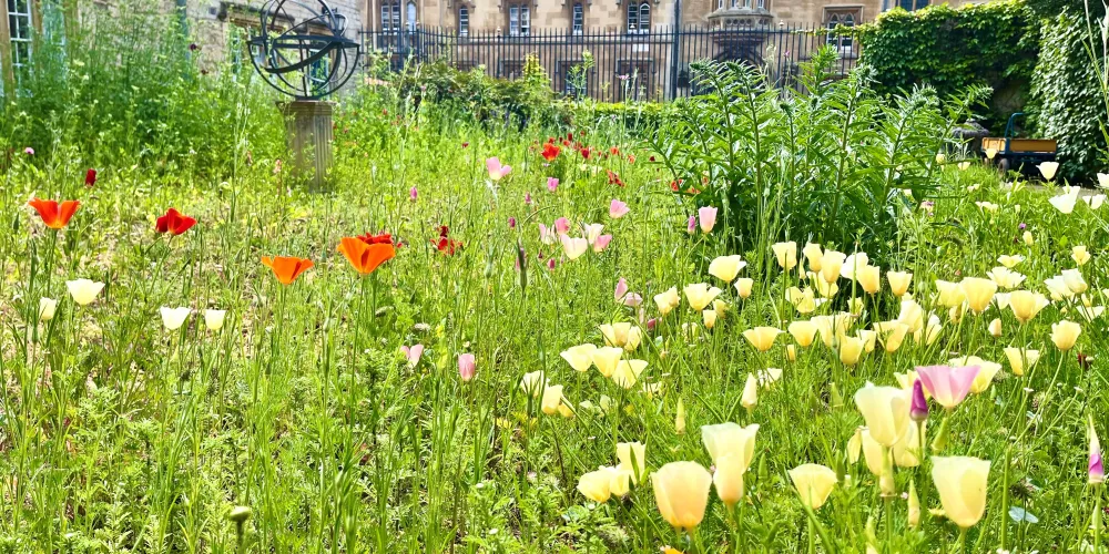 Yellow, red and orange poppies in the wildflower garden of Trinity college facing onto Broad Street.