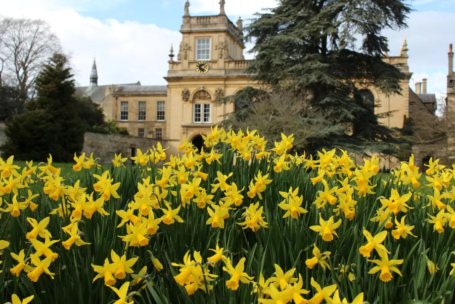 Trinity's front quad with daffodils in bloom in the foreground and chapel tower in the background.