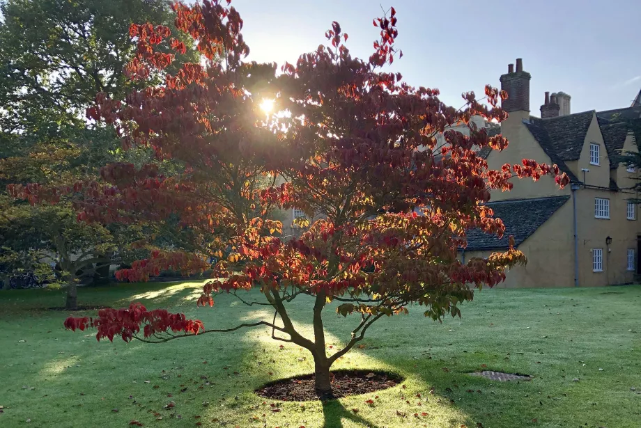 Sunlight shines through a red tree in Trinity's Front Quad.