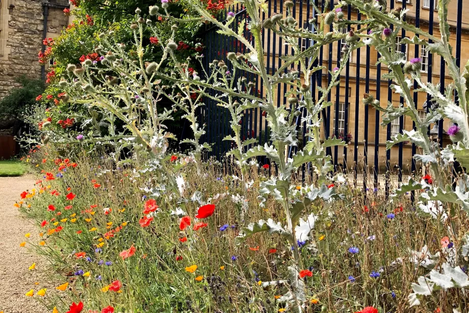 A view of Trinity College's Garden Quad gate from the side showing a wildflower and giant thistle border.