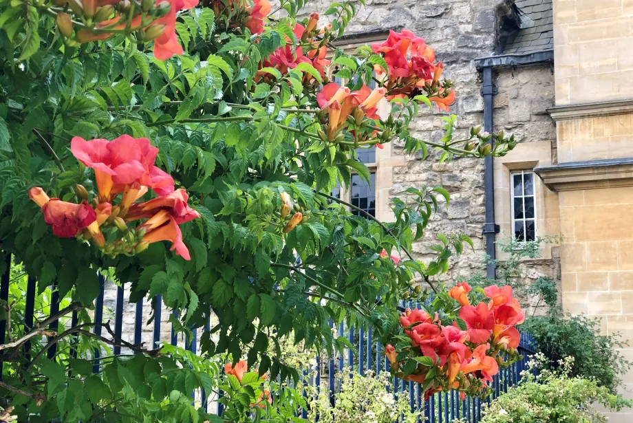 Bright orange-red Campsis Tagliabuana flowers on the fence to Garden Quad.