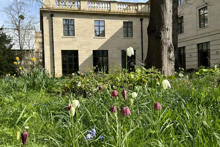 Fritillary plants in the garden of Trinity's Woodland Garden.