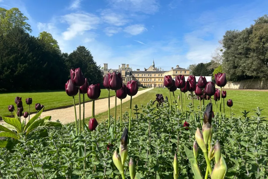 Dark purple tulips in the foreground with Trinity's back lawns behind and a blue sky above.